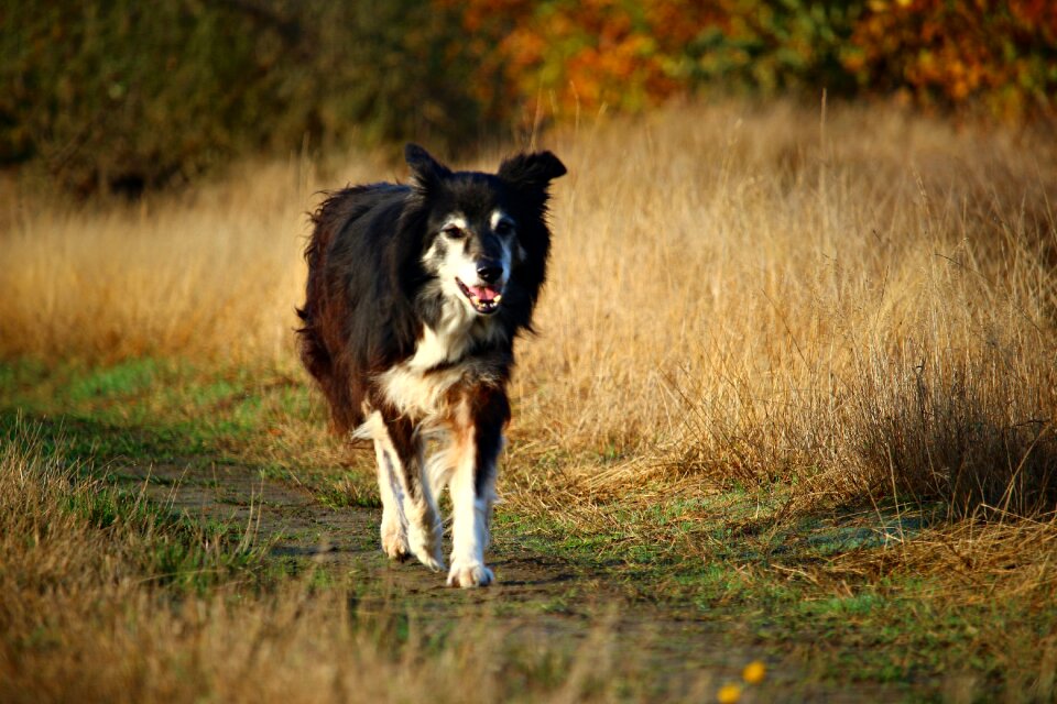 Purebred dog border collie collie