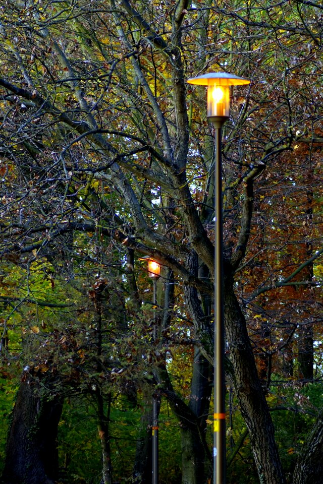Foliage lamp evening