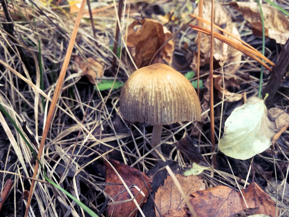 Edible fall autumn