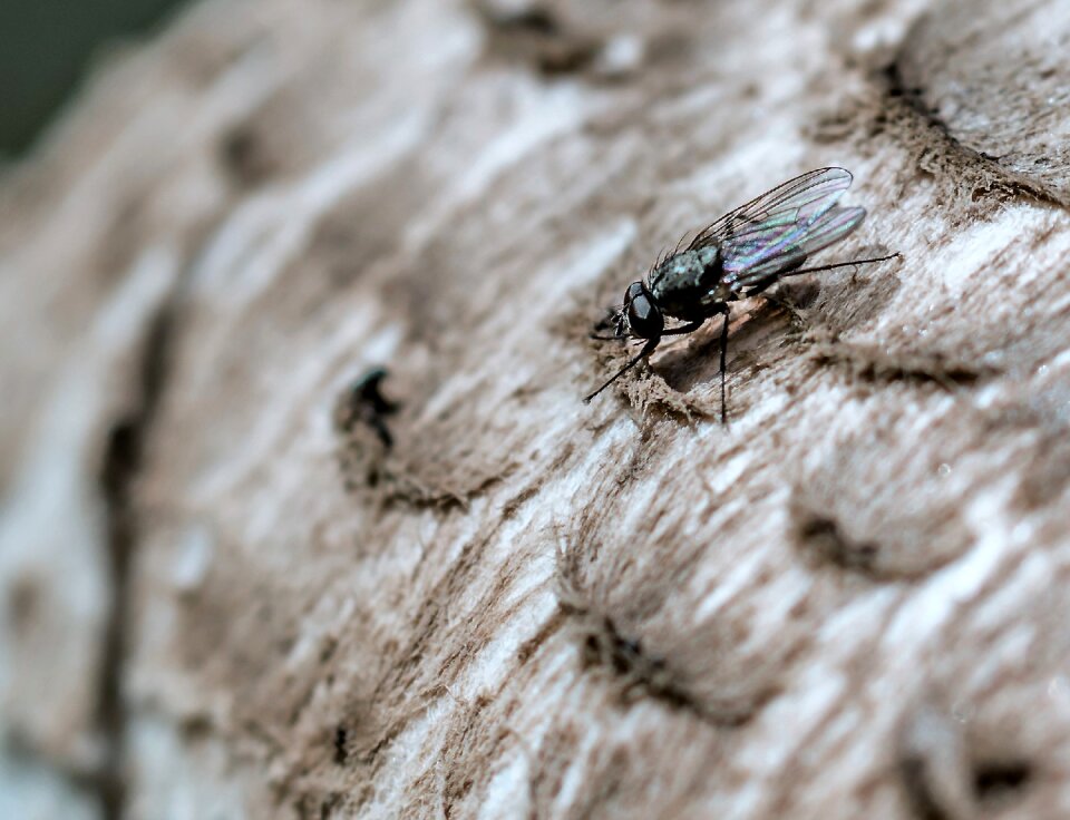 Macro flight insect nature