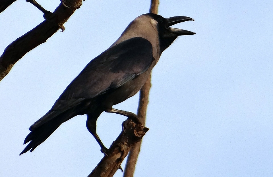 Indian greynecked crow india fly