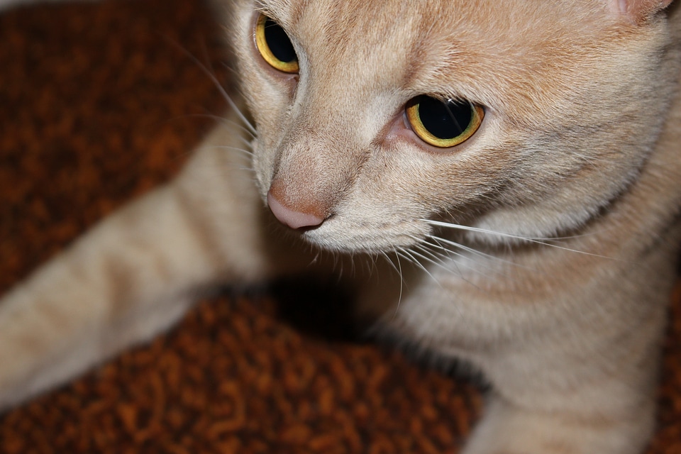 Kitten domestic kitty