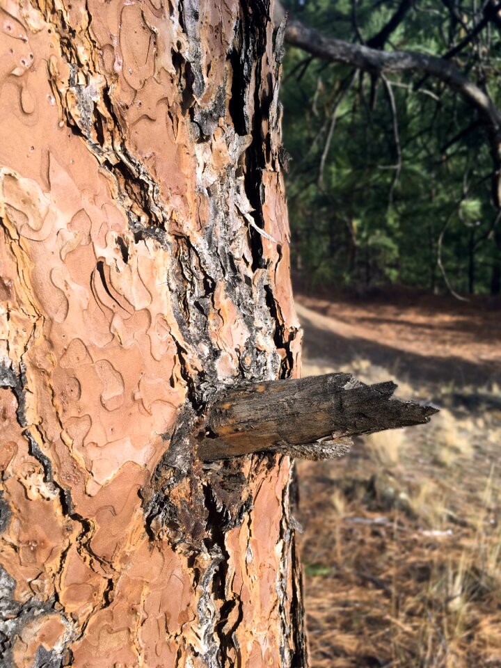 Wood grain wood texture grain