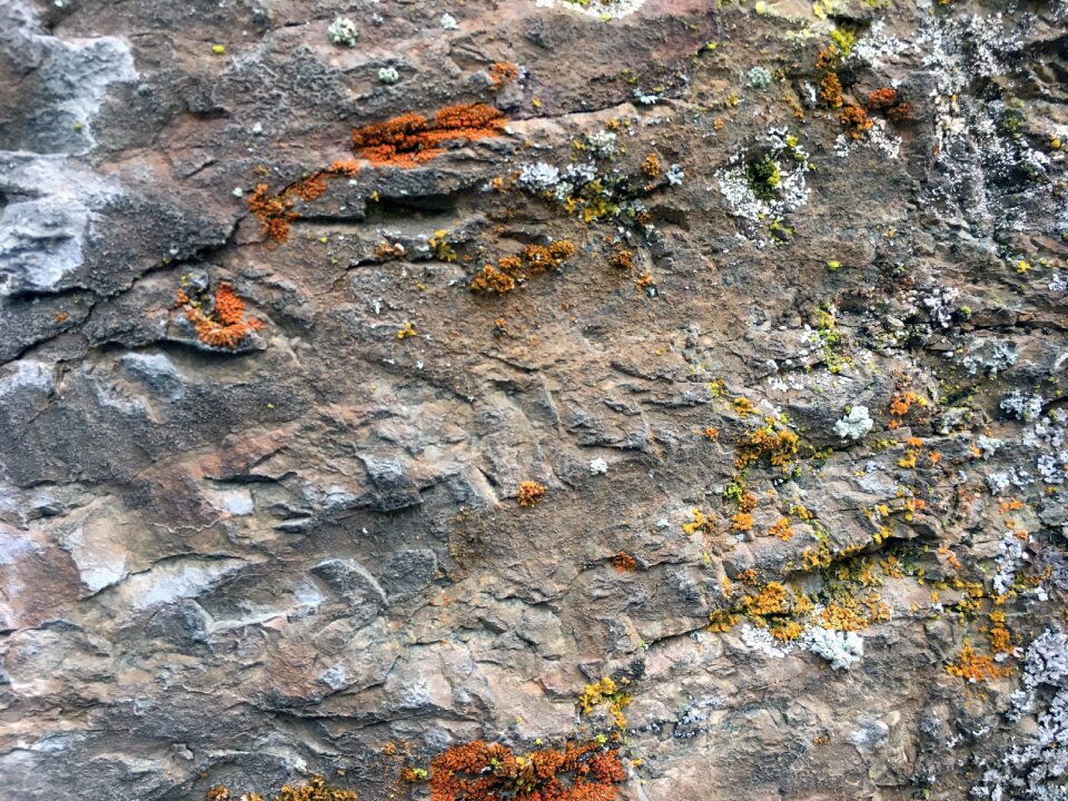 Fracture lichen solid