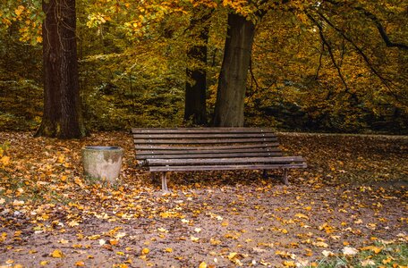 Forest idyllic nature