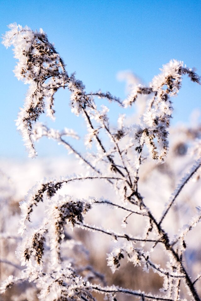 Wintry white cold