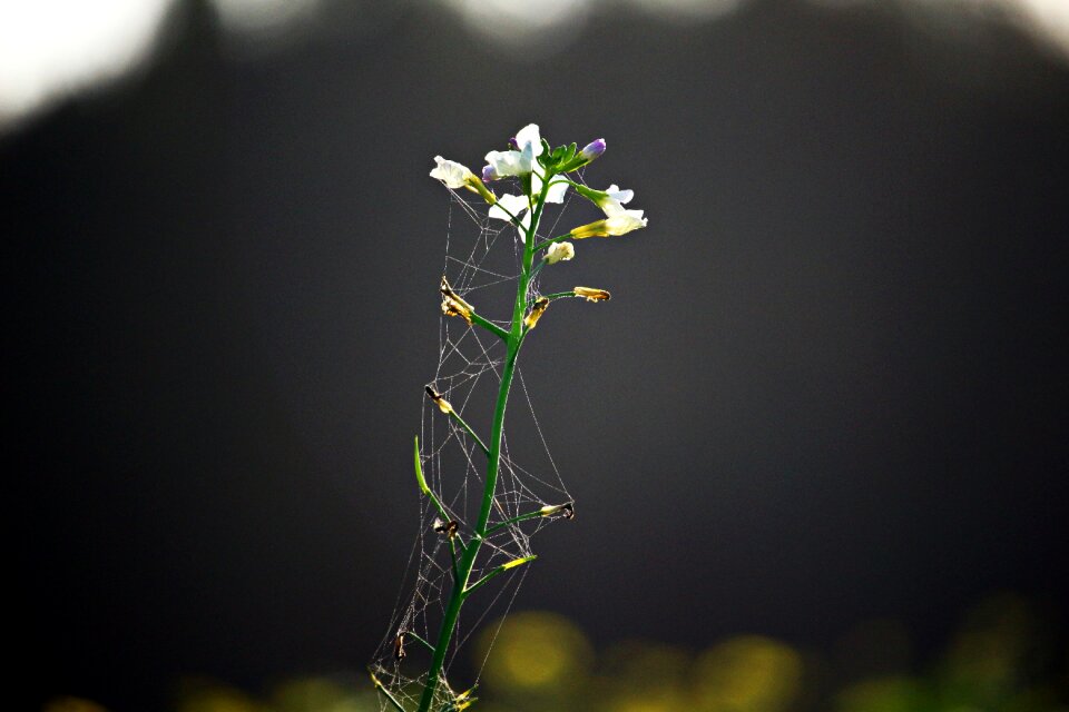 Oil radish white blossom bees