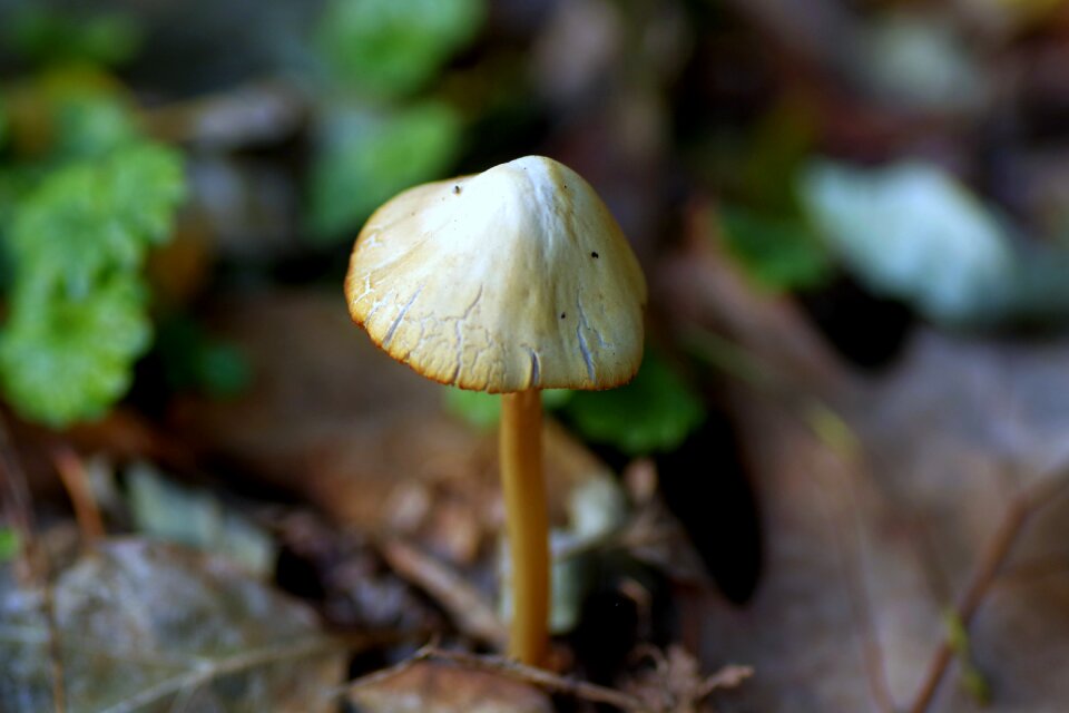 Thin leg mushrooms