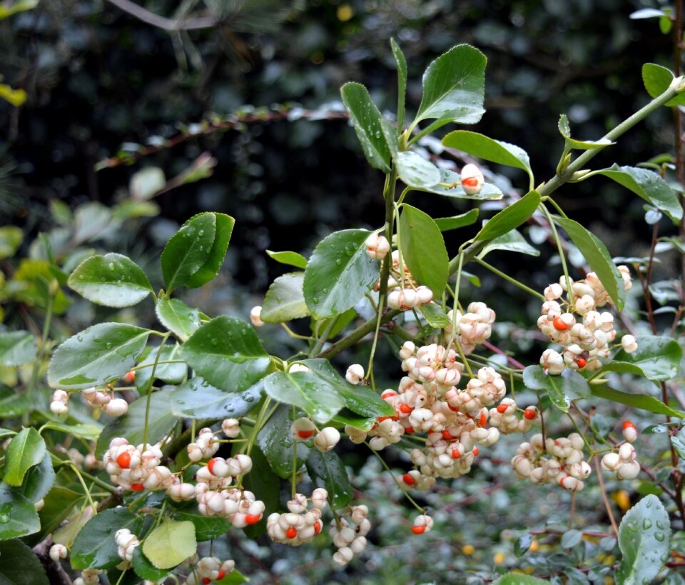 Berries ordinary schneebeere snowberry albus