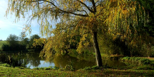 Fall weeping willow pond photo