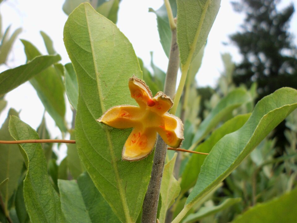 One open wild peach fruit wild peach fruit on plant
