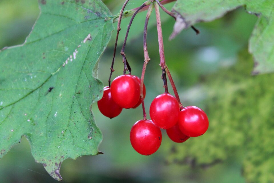 Berries nature autumn
