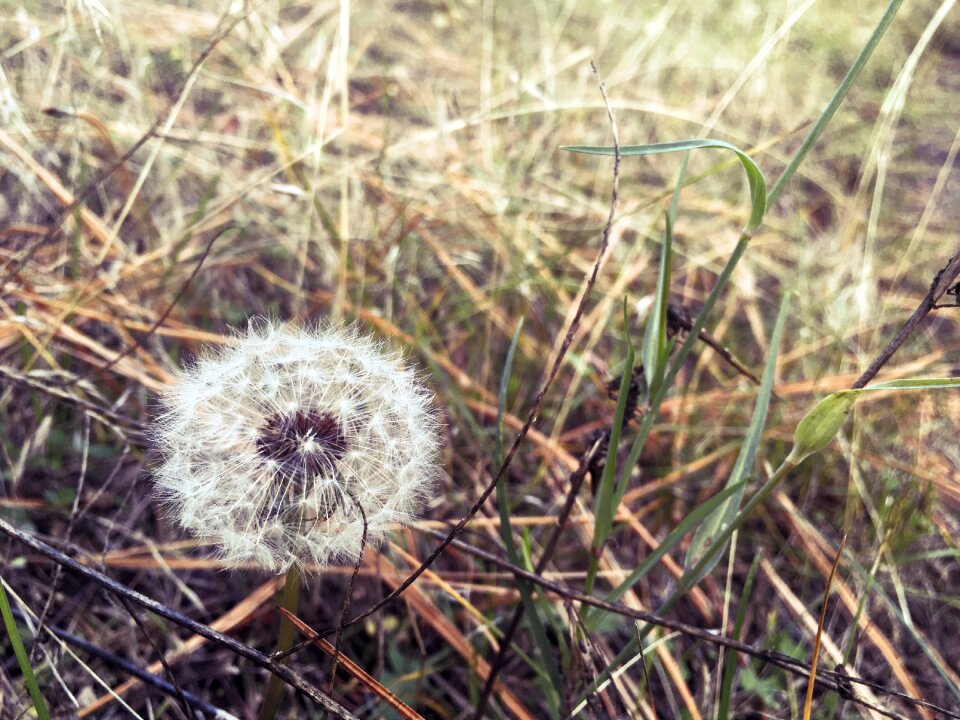 Nature spring meadow