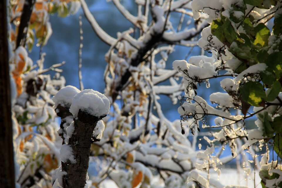 Winter frost sunlight nature