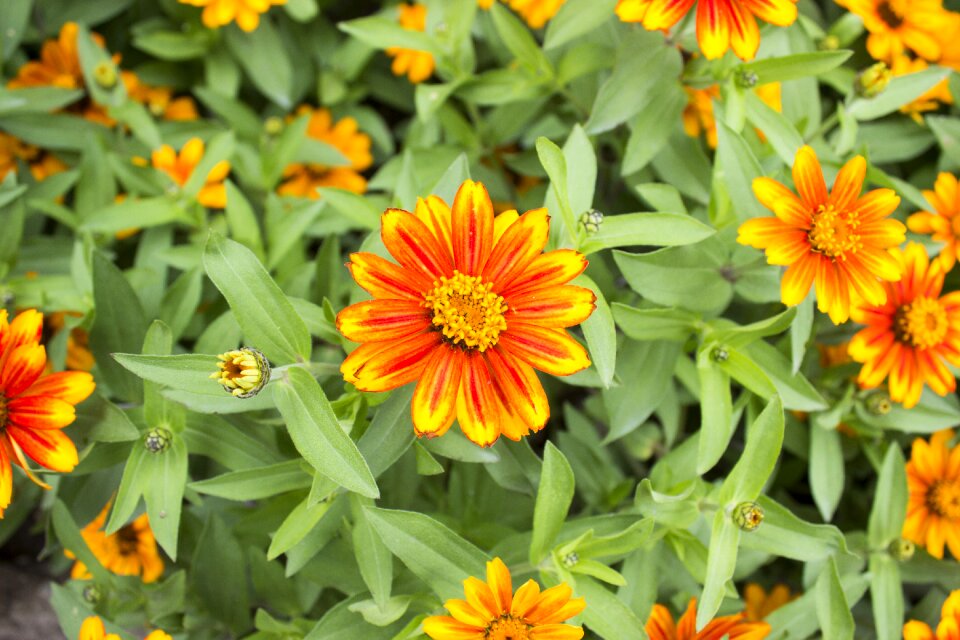 Orange yellow flower garden
