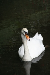 Bird white plumage photo