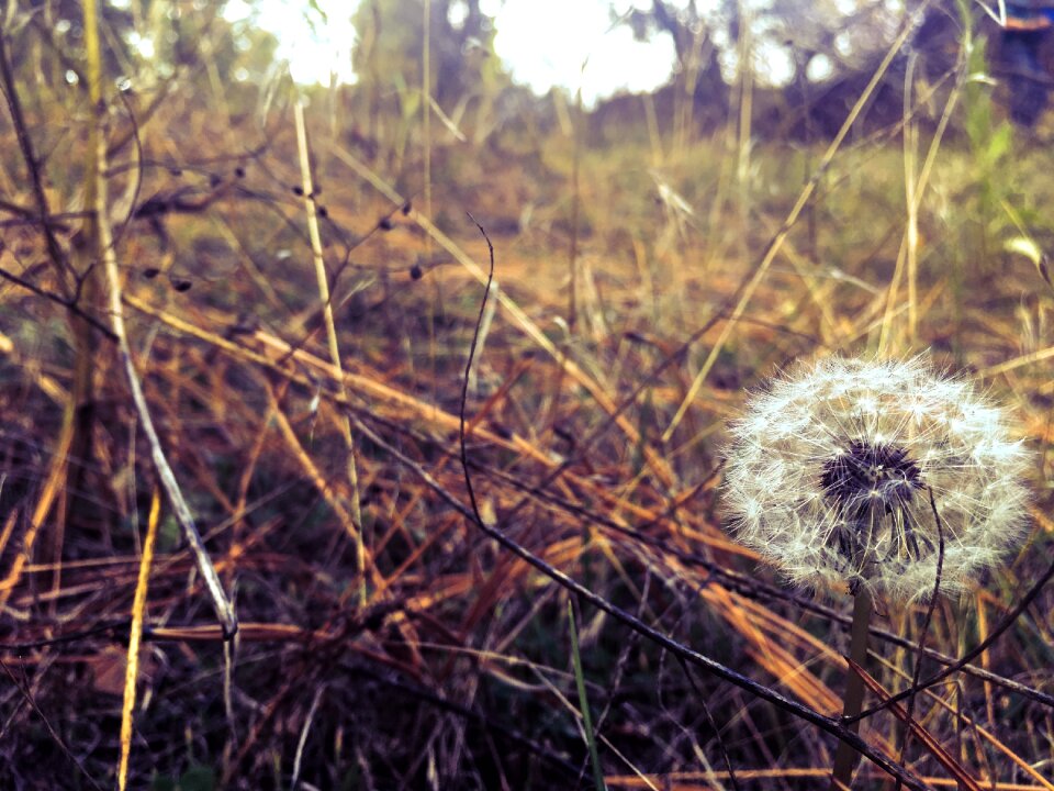 Nature spring meadow