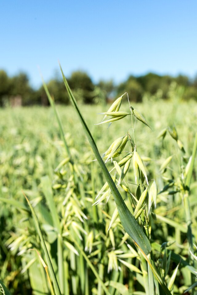 Oat field grain arable