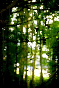 Nature leaves green