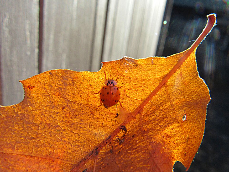 Veins colored leaves fall colors