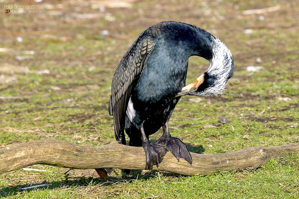 Great cormorant waterfowl bird