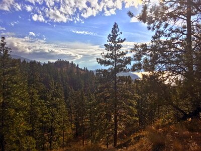 Forest landscape nature green photo