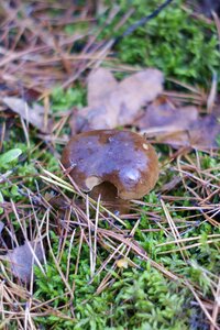 Autumn colors walking