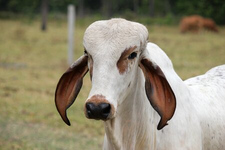Cow veal white