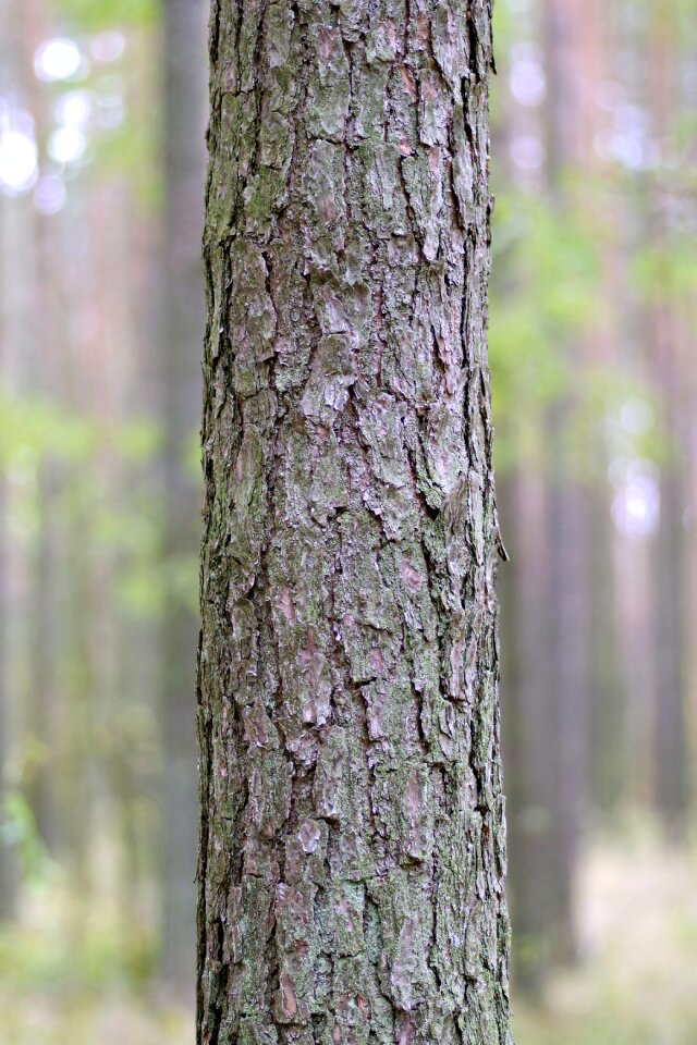 Forest the bark invoice