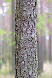 Forest the bark invoice photo