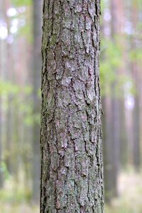 Forest the bark invoice