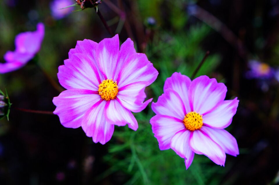 Plateau songzhou cosmos