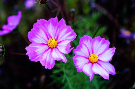 Plateau songzhou cosmos