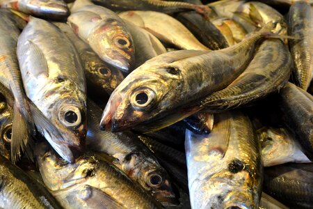 Portugal canned cod