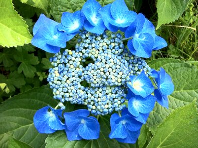 Hydrangeas blue summer