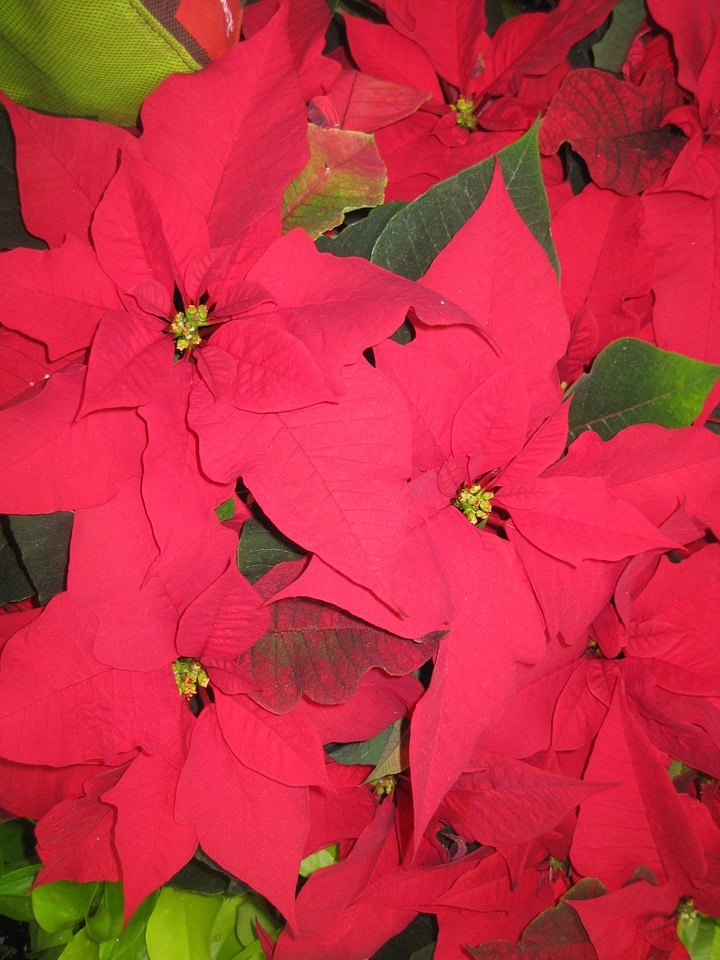Flower decoration floral