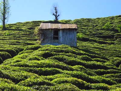 Rize countrside green plantation
