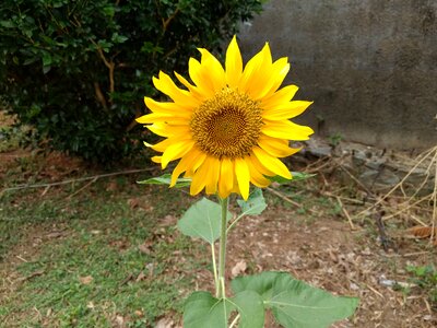 Single yellow