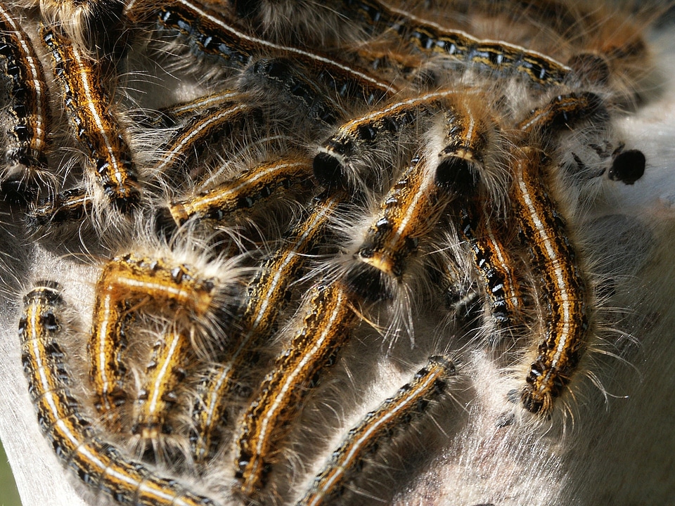 Butterfly nature worm