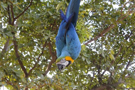 Wings nature fauna