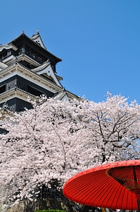 Cherry blossom japan flower pink