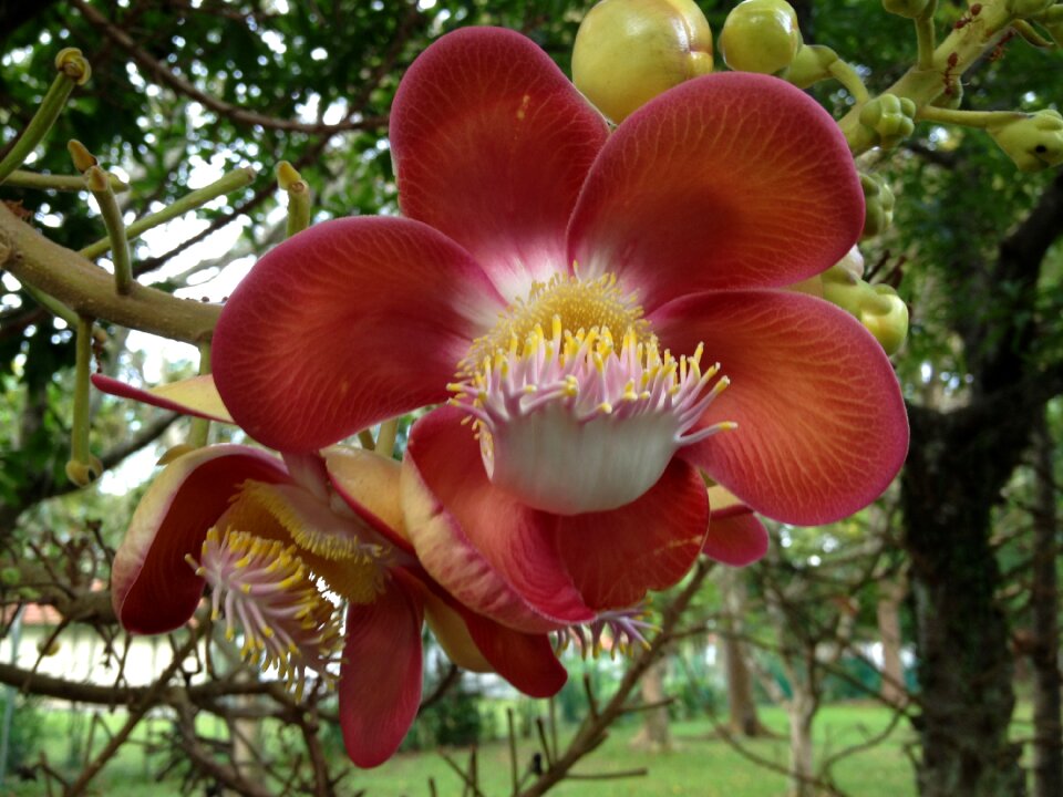 Cannonball flower pretty flower