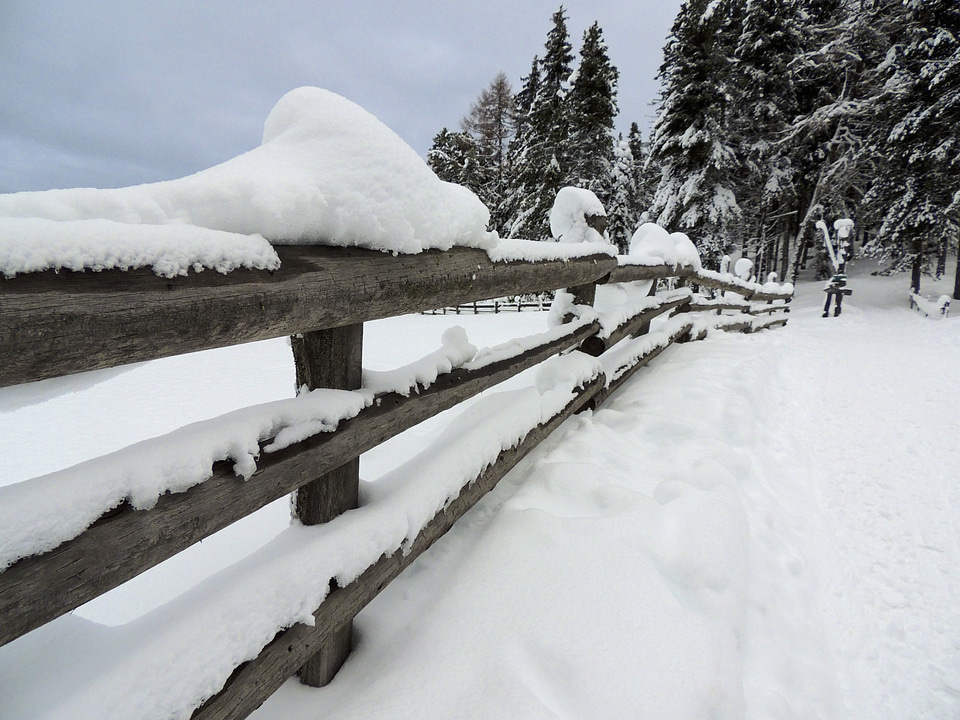 Ice cold forest photo