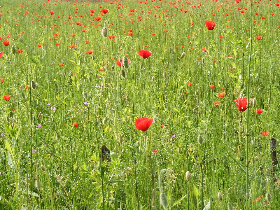Papaver poppy papaveraceae