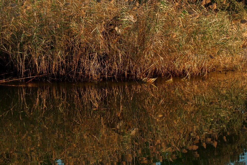 Reeds reed bed channel