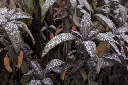 Dew green leaf
