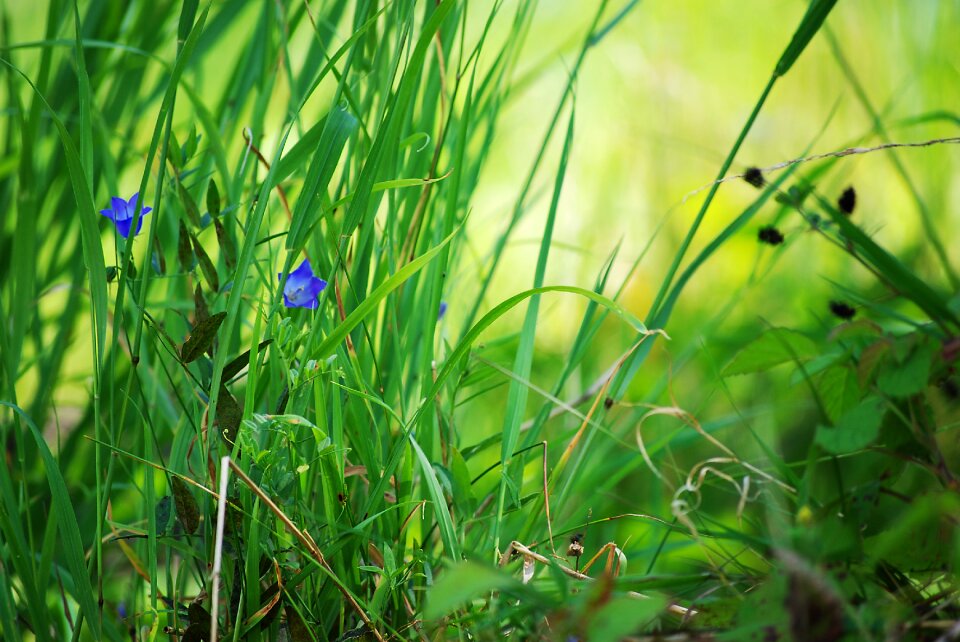 Blade of grass incomplete grasses