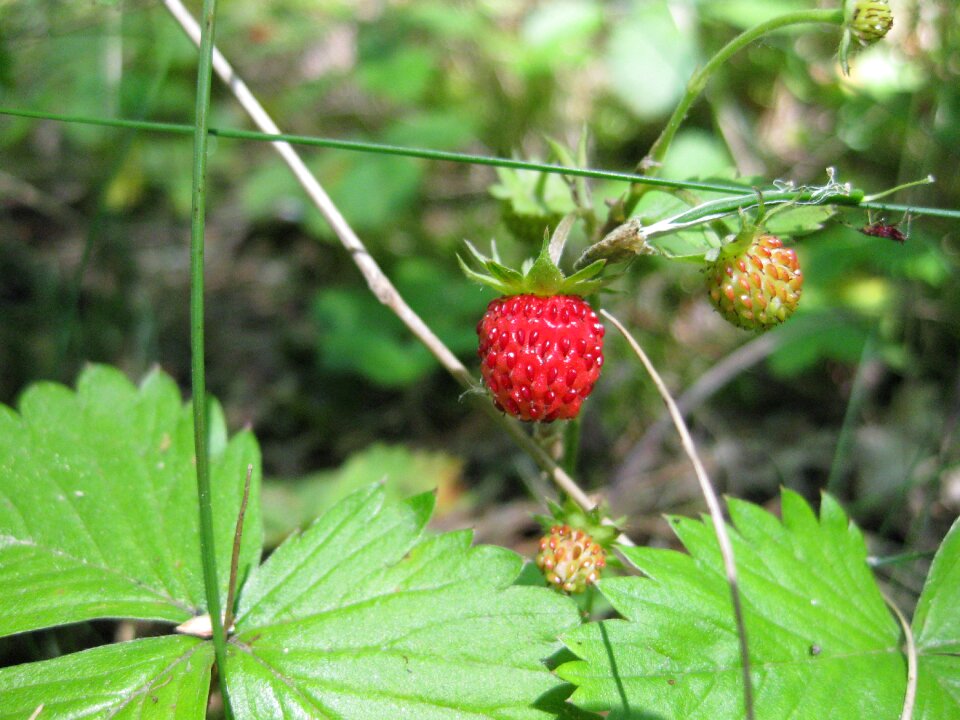 Nature berries fruits