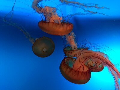 Jellyfish aquarium rest photo