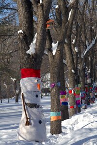 Trees nature cold photo